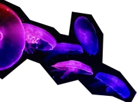 medusas violetas