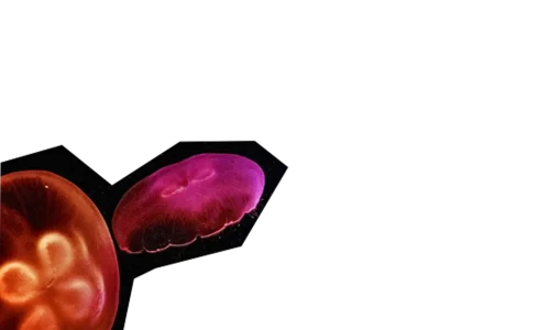 medusas rojas